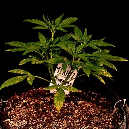 Pineapple Slush Auto