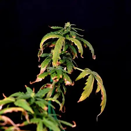 Jet Fuel Mandarine Auto