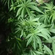 Mix pack fast buds