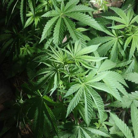 Mix pack fast buds