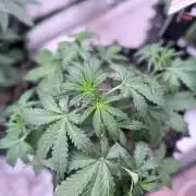 Mephisto Genetics Ohh Walter White