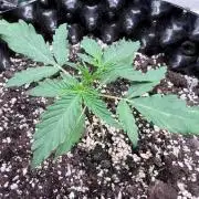 Mephisto Genetics Ohh Walter White