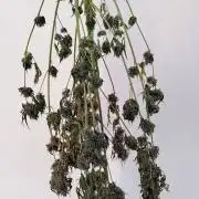 Izi Seeds - Auto Cream Caramel