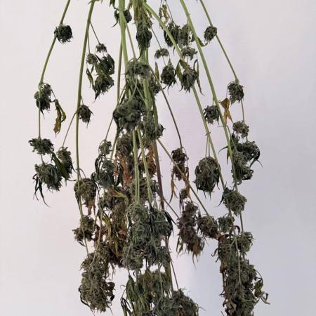Izi Seeds - Auto Cream Caramel