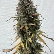 Izi Scout Cookies