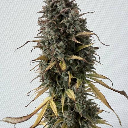 Izi Scout Cookies