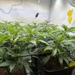 First legal indoor grow