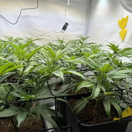 First legal indoor grow