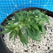 Medusa F1 #2: Direct in Final Fabric Pot