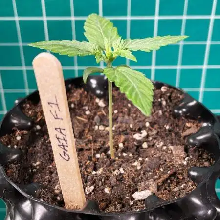 Solo Gaia F1
