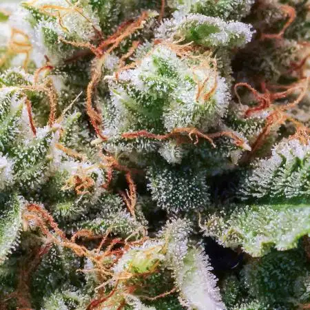 Single Medusa F1
