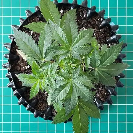 Solitary Watermelon Auto