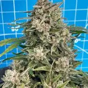 Medusa F1 #2: Direct in Final Fabric Pot