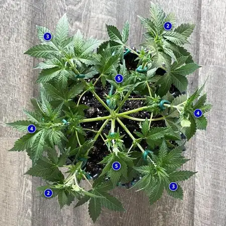Solitary Watermelon Auto