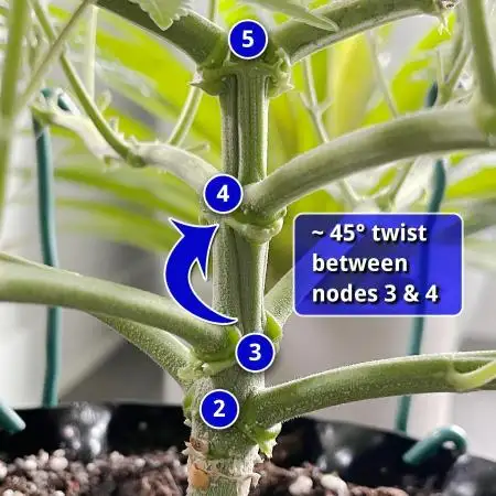 Solitary Watermelon Auto