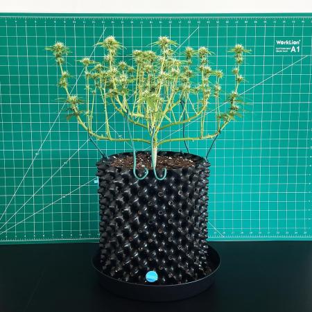 Solitary Watermelon Auto