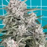 Medusa F1 #2: Direct in Final Fabric Pot