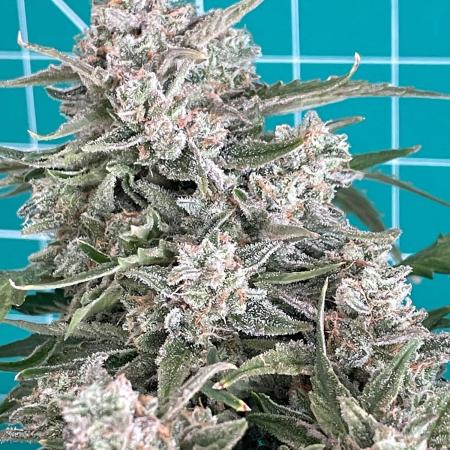 Medusa F1 #2: Direct in Final Fabric Pot