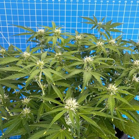 A Particular Orion F1