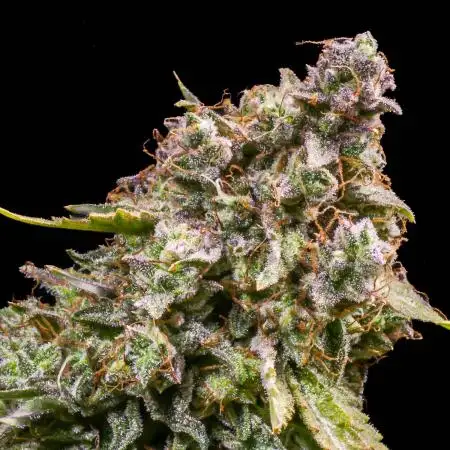 Single Medusa F1
