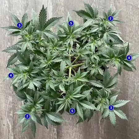 Solitary Watermelon Auto