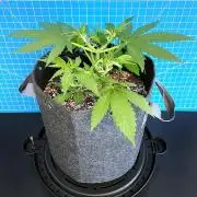 A Particular Orion F1