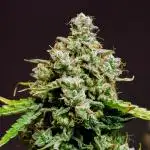 Single Medusa F1
