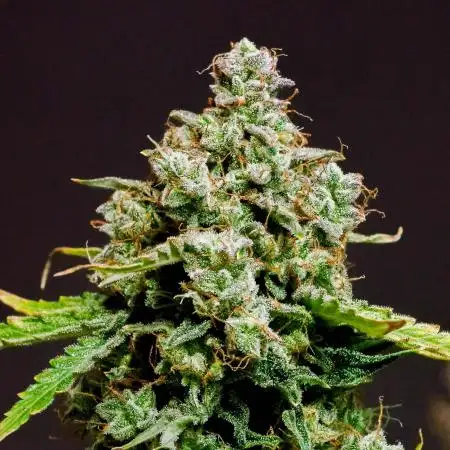 Single Medusa F1