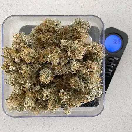 Solitary Watermelon Auto