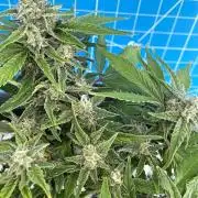 Medusa F1 #2: Direct in Final Fabric Pot