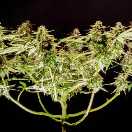 Titan F1 Spring Window Grow