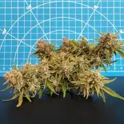 Medusa F1 #2: Direct in Final Fabric Pot