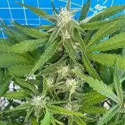 Medusa F1 #2: Direct in Final Fabric Pot