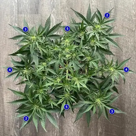 Solo Gaia F1