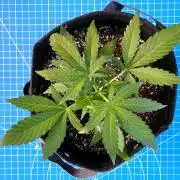 A Particular Orion F1