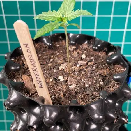 Solitary Watermelon Auto
