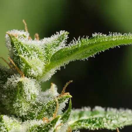 Quick Ones Winter Window Grow