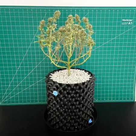 Solitary Watermelon Auto