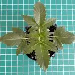 Solitary Watermelon Auto