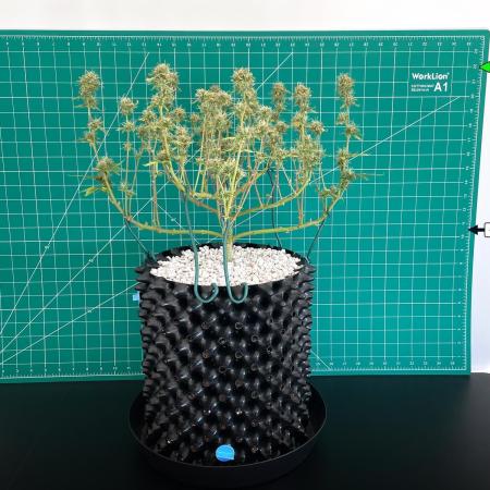 Solitary Watermelon Auto