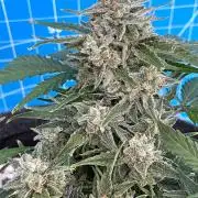 Medusa F1 #2: Direct in Final Fabric Pot