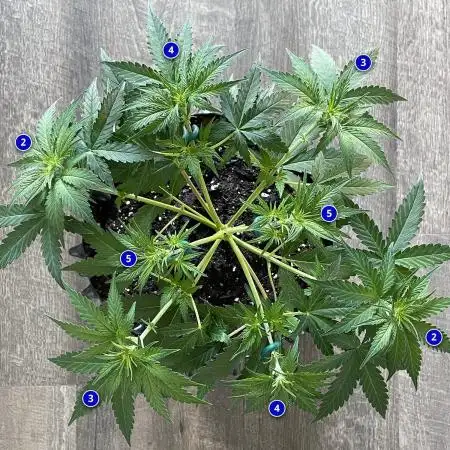 Solo Gaia F1