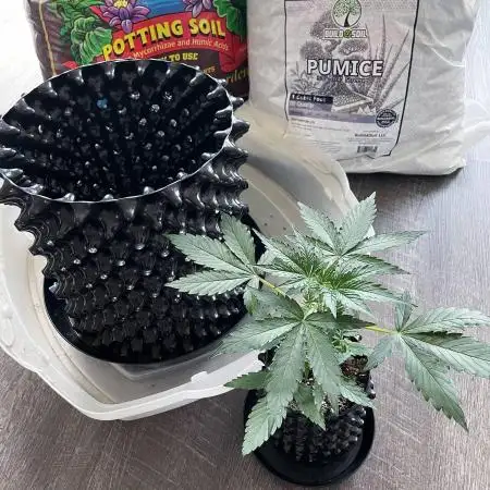 Single Medusa F1