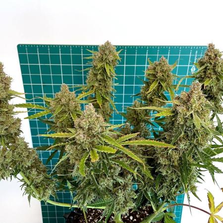 Single Medusa F1