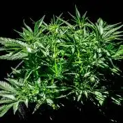 A Particular Orion F1