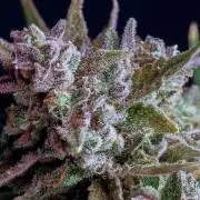 Medusa F1 #2: Direct in Final Fabric Pot