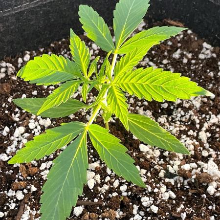 A Particular Orion F1