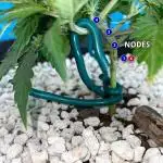 Medusa F1 #2: Direct in Final Fabric Pot