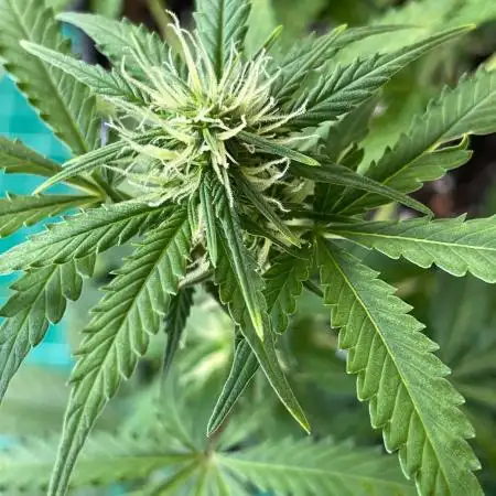 Solitary Watermelon Auto