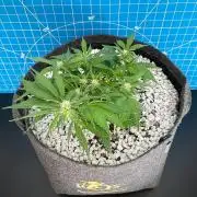 Medusa F1 #2: Direct in Final Fabric Pot